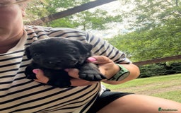Mixed Breed dogs for sale: Patterdale/Border Terrier for sale  - Image 3