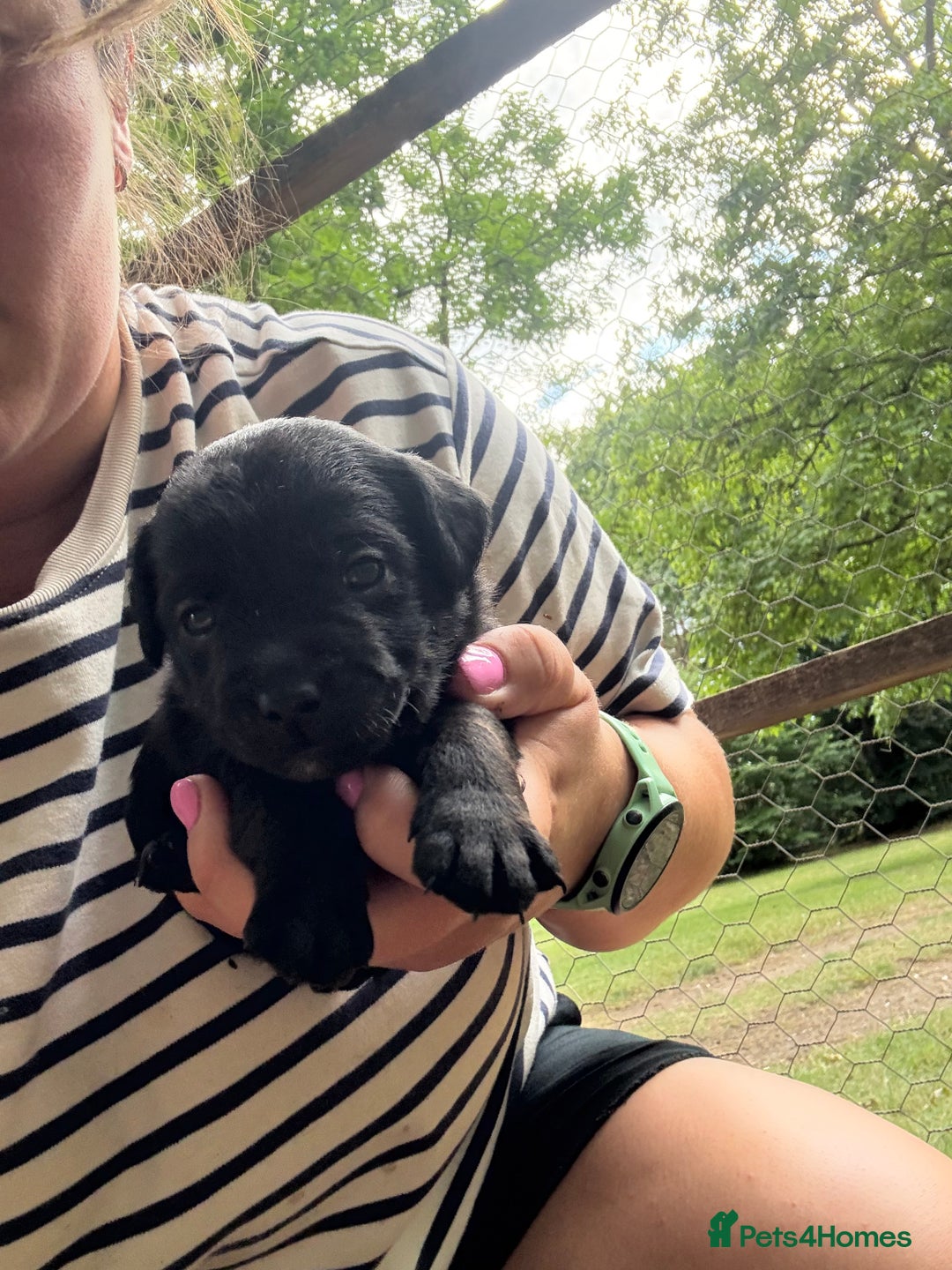 Mixed Breed dogs for sale: Patterdale/Border Terrier for sale  - Image 3
