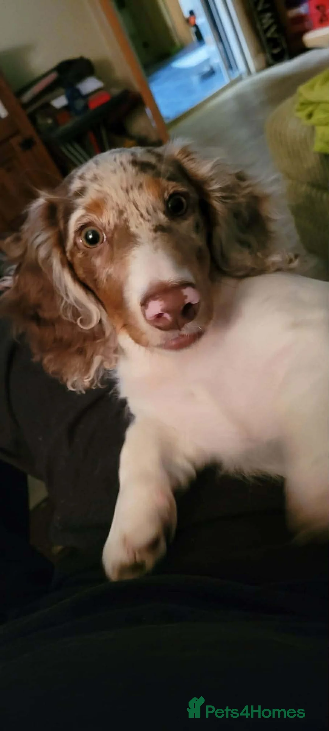 Miniature Dachshund dogs for sale: Minature chocolate pied dapple long hair for sale  in Wolverhampton - Advert 5