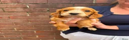 Cocker Spaniel dogs for sale: Working Cocker Spaniels - Advert 11