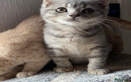 British Shorthair cats for sale: British shorthair kittens  - Image 3
