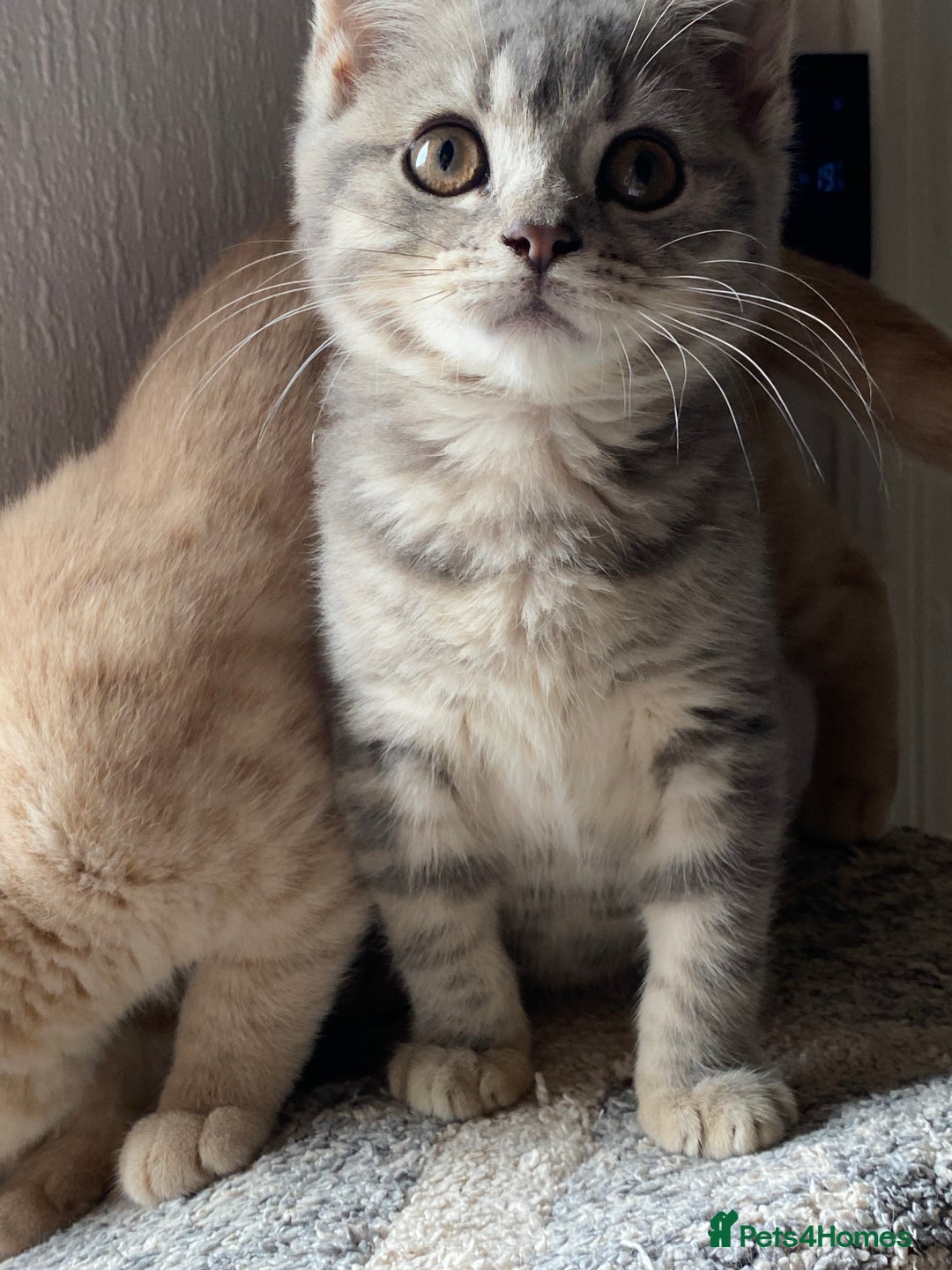 British Shorthair cats for sale: British shorthair kittens  - Image 3