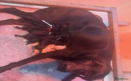 Labrador Retriever dogs for sale: KC Registered Health Tested Working Labs - Image 9