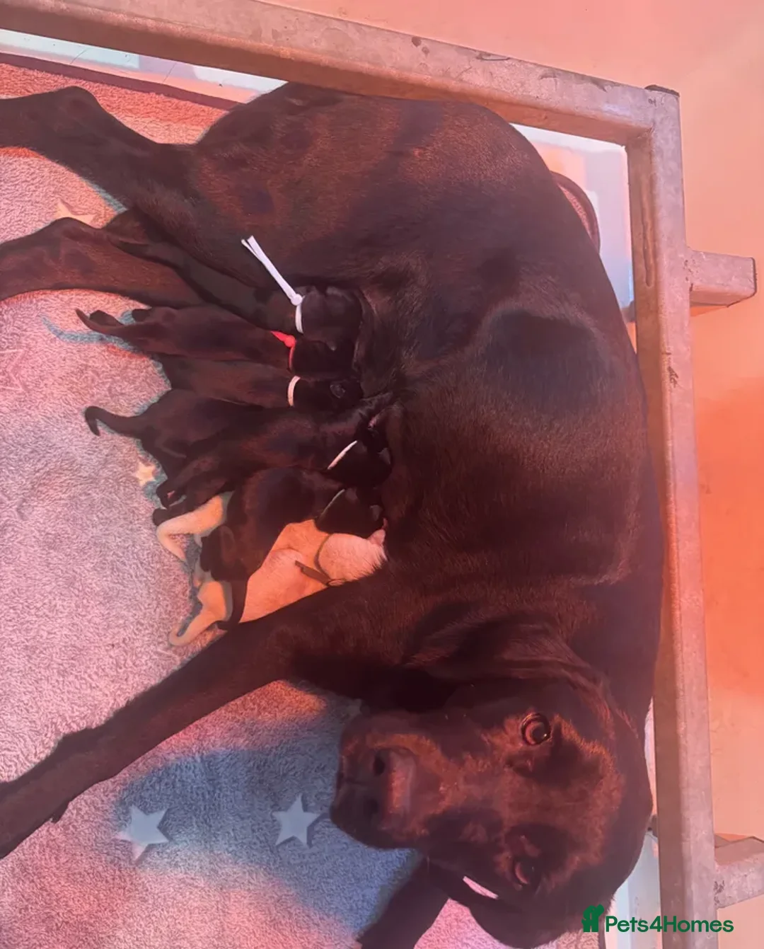 Labrador Retriever dogs for sale: KC Registered Health Tested Working Labs - Image 9