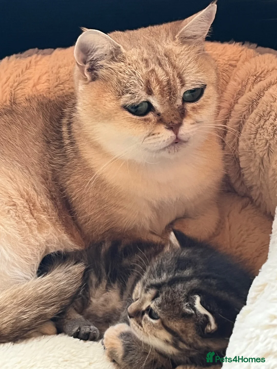 Mixed Breed cats for sale:  Beautiful Scottish Straight Cross Girl in Northampton - Advert 4