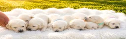 Golden Retriever dogs for sale: WAITING LIST OPEN KC REG GOLDEN RETRIEVER PUPPIES  in Keighley - Advert 4