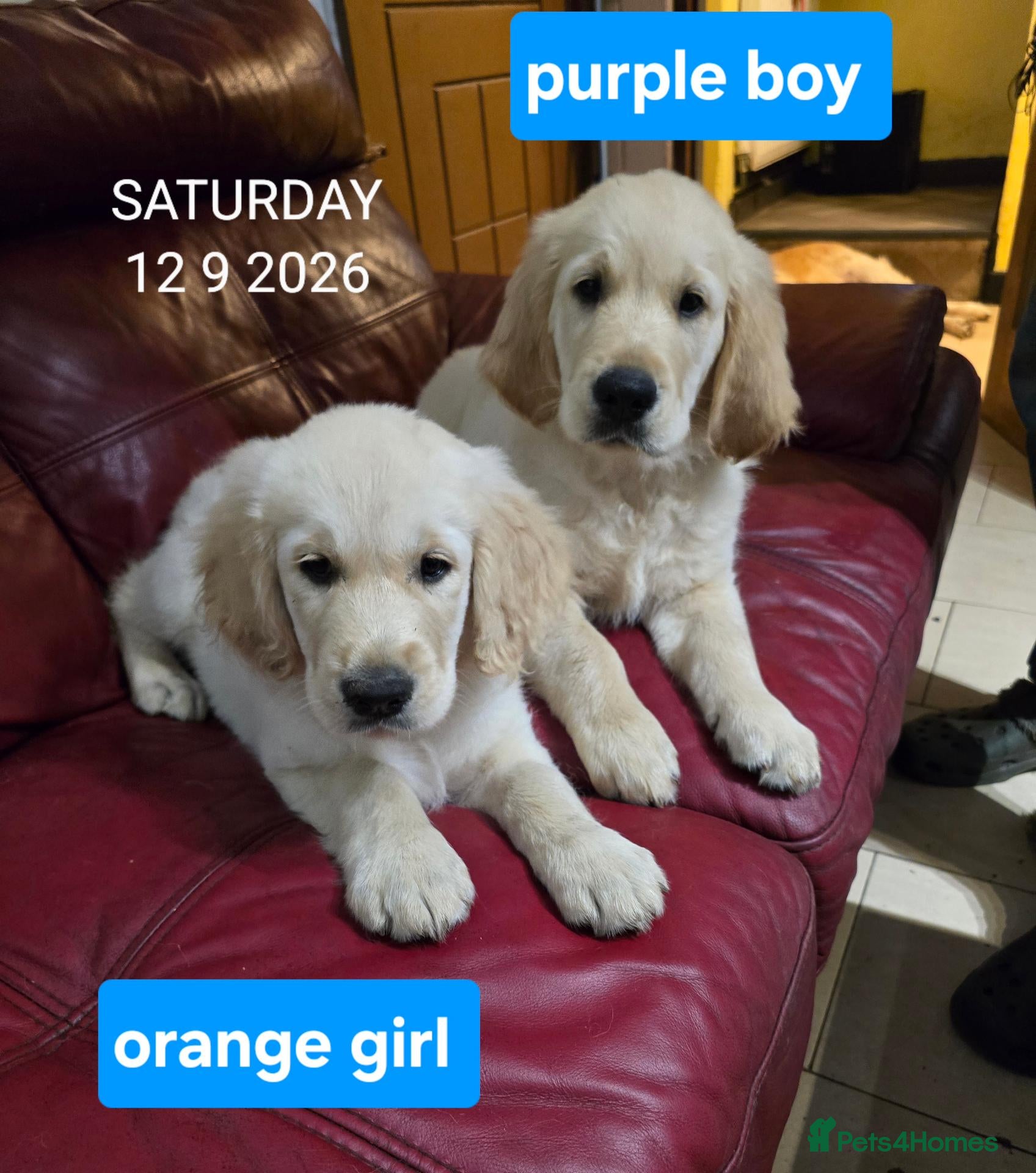 Golden Retriever dogs Golden Retriever Puppies KC Registered  Ready now  - Advert 2