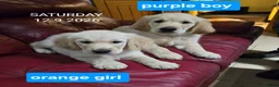 Golden Retriever dogs for sale: KC Golden Retriever Puppies 1x GIRL LEFT   - Advert 10