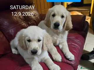 Golden Retriever dogs Golden Retriever Puppies KC Registered Ready now - Advert 2