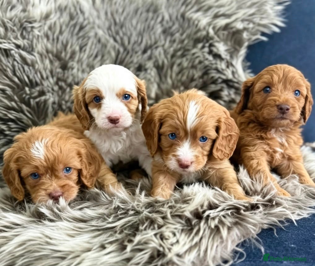 Cavapoo dogs OUTSTANDING TOY CAVAPOO PUPPIES READY NEXT FRIDAY  - Advert 14
