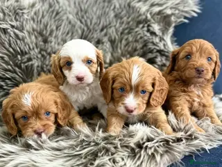 Cavapoo dogs OUTSTANDING TOY CAVAPOO PUPPIES READY NEXT FRIDAY - Advert 1