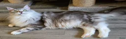 Maine Coon cats for sale: Silver tabby with white Maine Coon - Advert 5