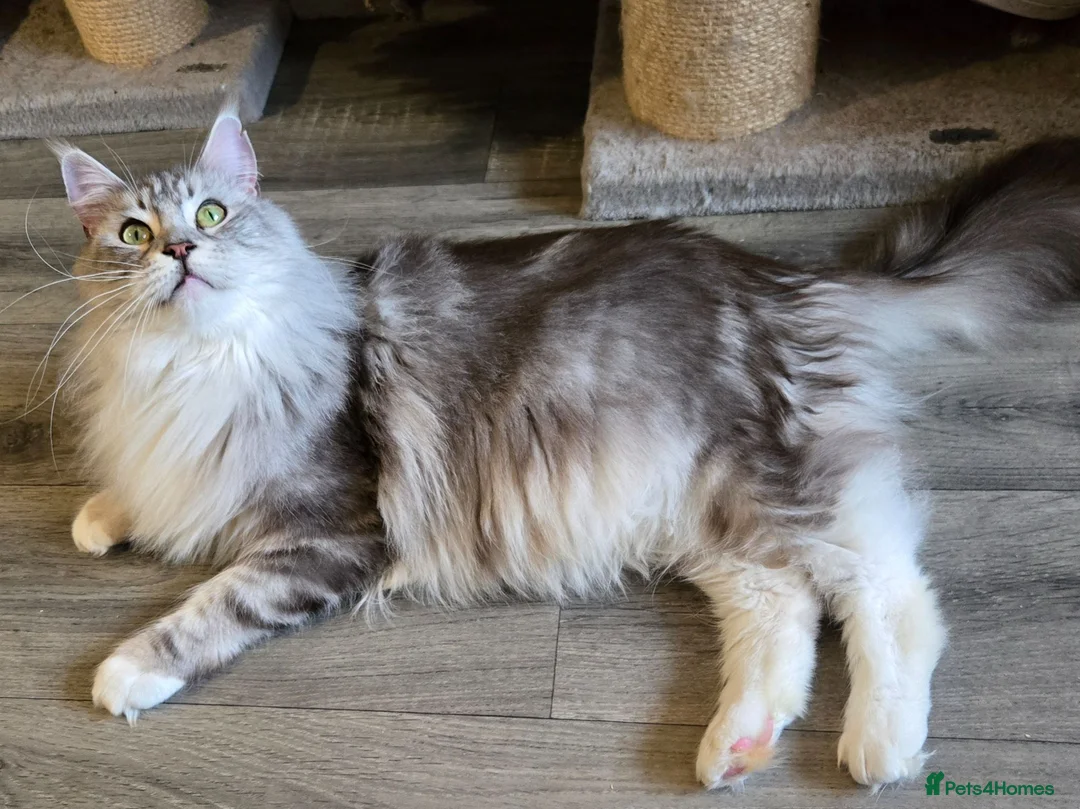 Maine Coon cats for sale: Silver tabby with white Maine Coon - Advert 5