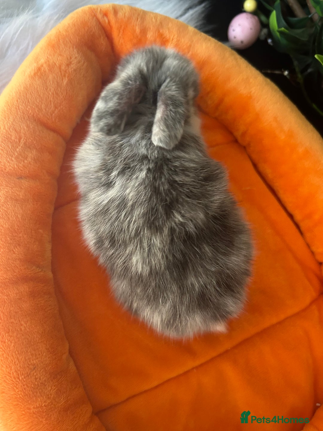 Mini Lop rabbits for sale: Pure Breed Mini lops  - Image 11