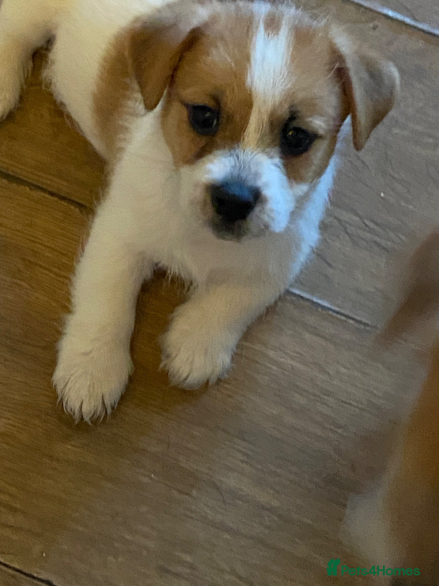 Mixed Breed dogs LAST BOY READY NOW.. Jackrussell x puppies  - Advert 14