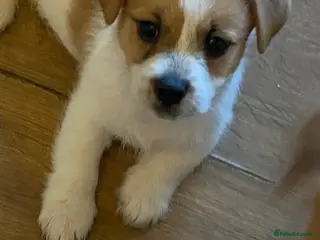 Mixed Breed dogs LAST BOY READY NOW.. Jackrussell x puppies - Advert 14