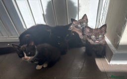 British Shorthair cats for sale: Peri, Dax & Harmony - Image 1