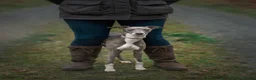 Whippet dogs for sale: KC Reg Whippet Pups-Heart Tested Clear Parents in Caernarfon - Advert 13