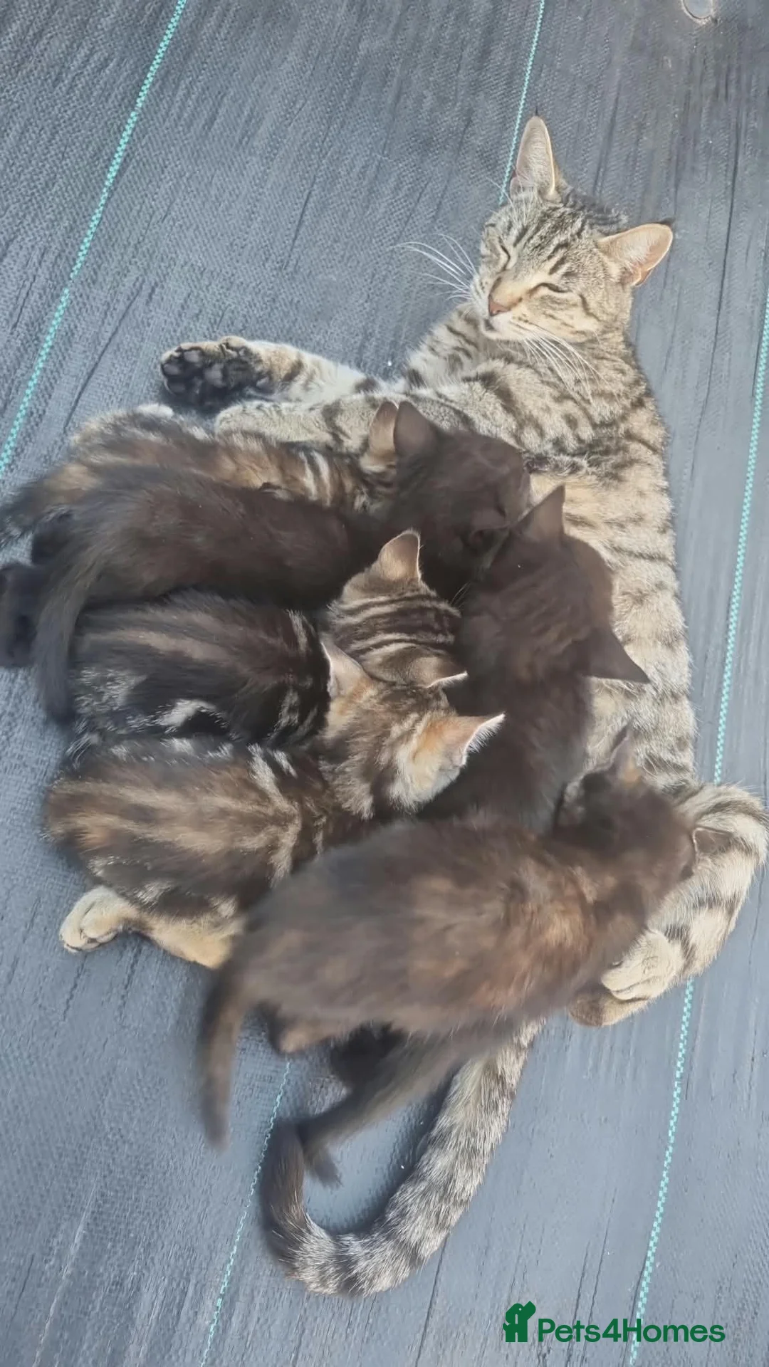 Mixed Breed cats for sale: Kittens available  - Advert 1