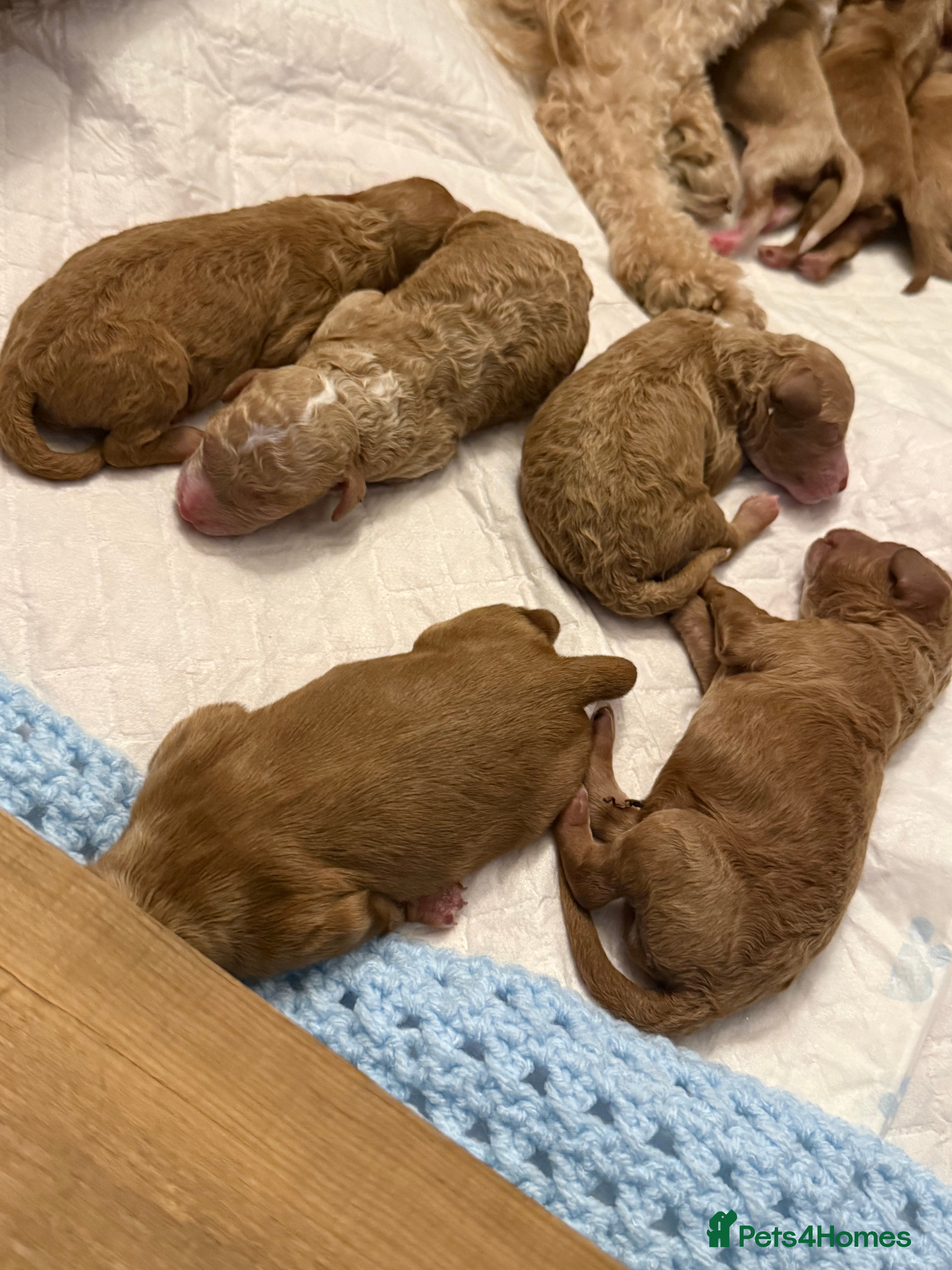 Mixed Breed dogs BORN07/03/2026 Beautiful male poochon/cockerpoo - Advert 3