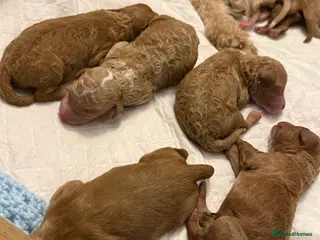 Mixed Breed dogs BORN07/03/2026 Beautiful male poochon/cockerpoo - Advert 3