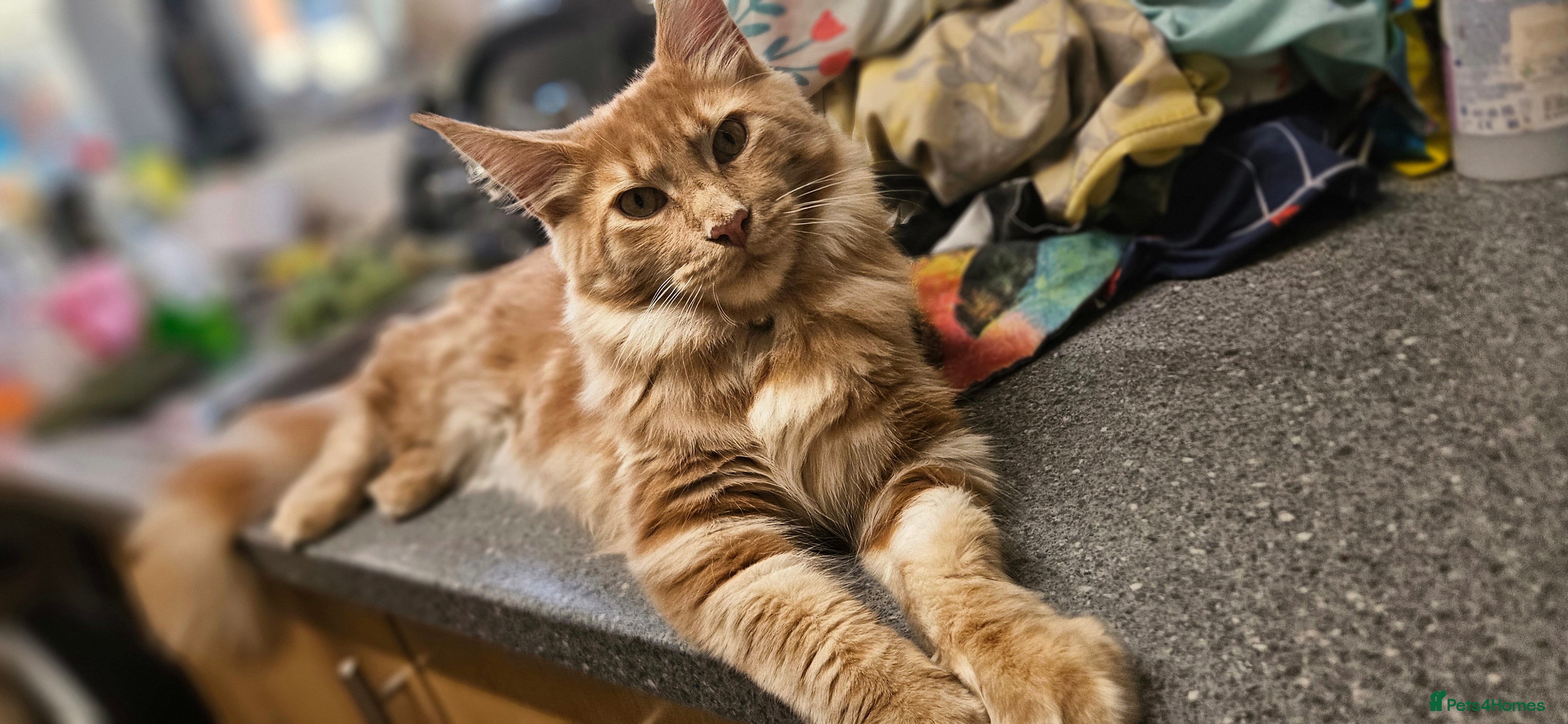 Maine Coon cats 2 beautiful purebred mainecoon kittens. - Advert 1