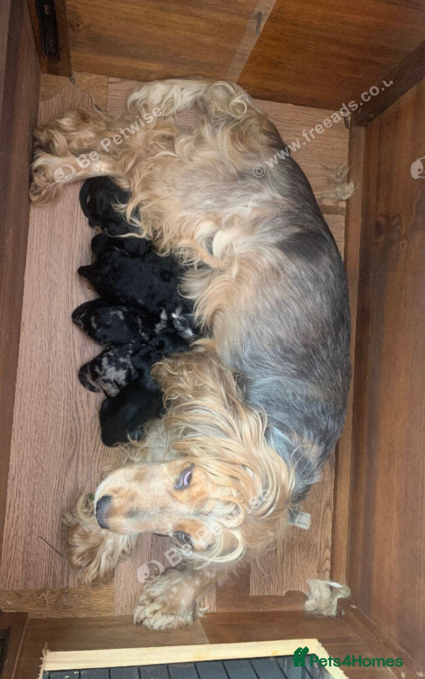 Cockapoo dogs Beautiful F1 cockerpoo READY NOW, 3 LEFT  - Advert 6