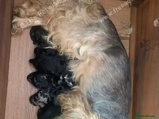 Cockapoo dogs Beautiful F1 cockerpoo READY NOW, 3 LEFT - Advert 6