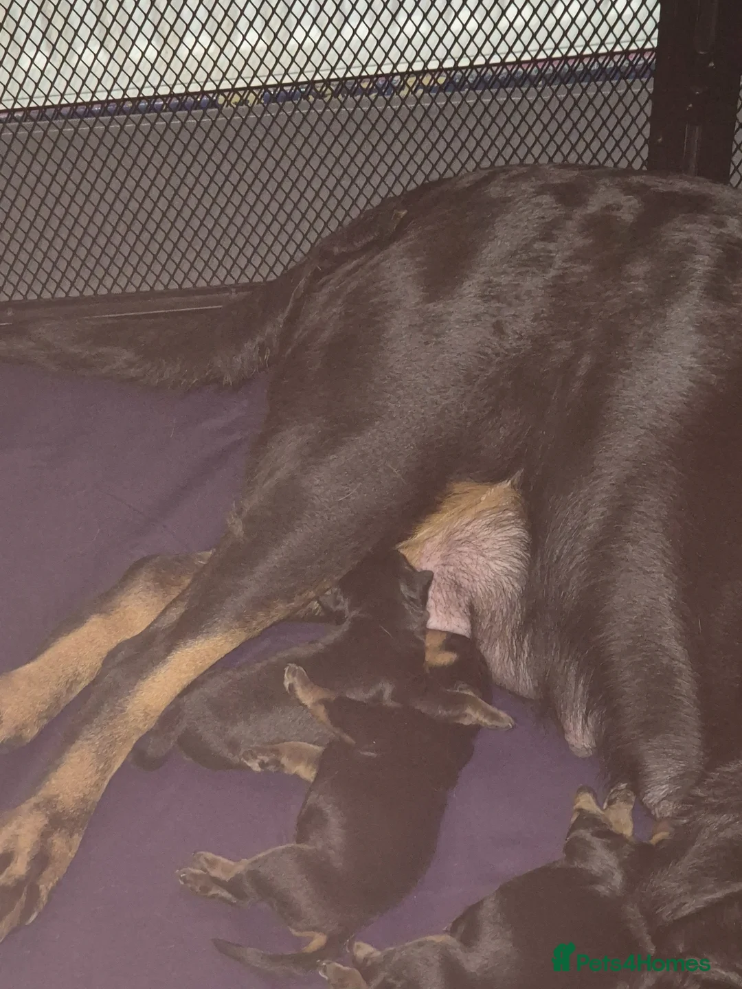 Rottweiler dogs for sale: Three lovely rotty pups - Advert 8