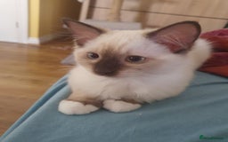 Ragdoll cats for sale: Four adorable ragdolls available  in Chatham - Image 1