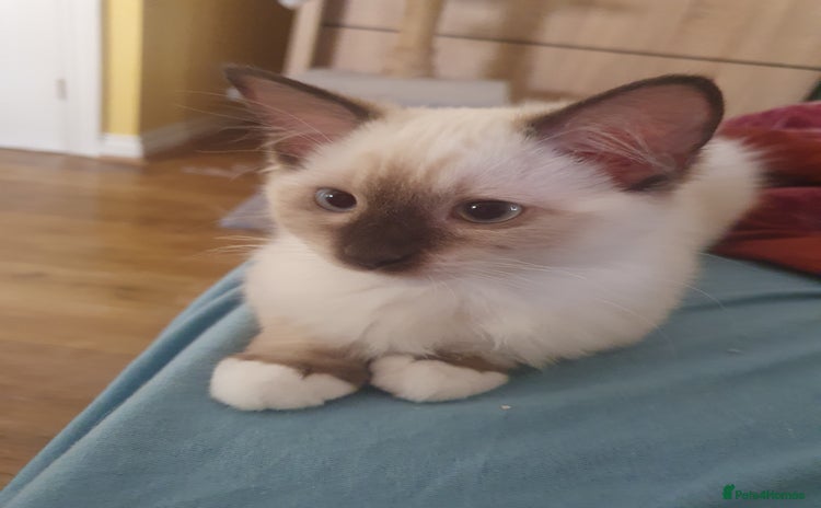Ragdoll cats in Chatham - Advert 15