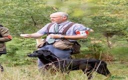 Labrador Retriever dogs for stud: FIELD TRIAL CHAMPION at STUD in Usk - Image 5