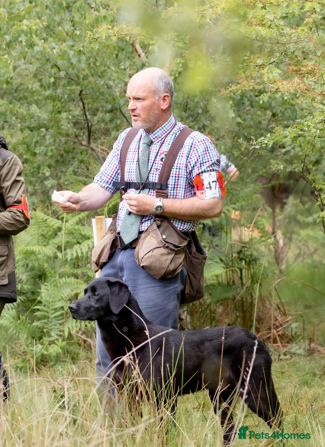 Labrador Retriever dogs for stud: FIELD TRIAL CHAMPION at STUD in Usk - Advert 5