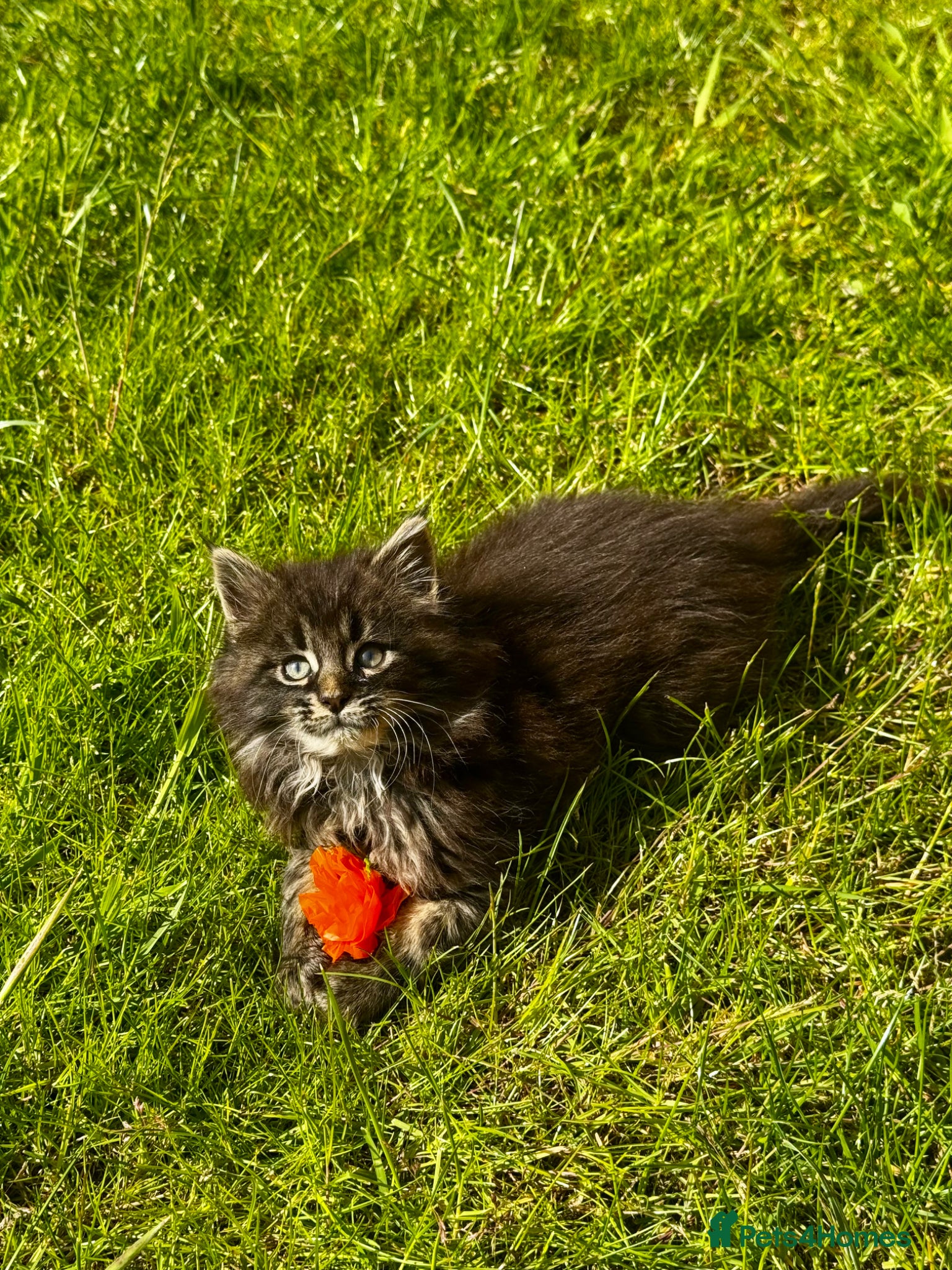 Maine Coon cats for sale: Pedigree Maine Coon Male Kitten in Newtownards - Advert 10