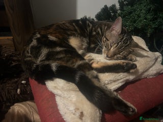 Bengal cats Beautiful Bengal Female Kitten Seeks Loving Home - Advert 1