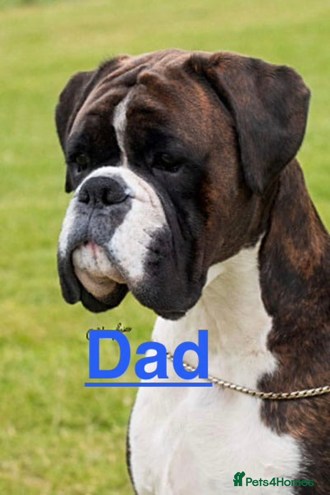 Boxer dogs for sale: 5 KC Reg Brindle Boxer Puppies. - Advert 18