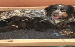Cocker Spaniel dogs for sale: Beautiful Cocker Spaniel Puppies - Advert 36