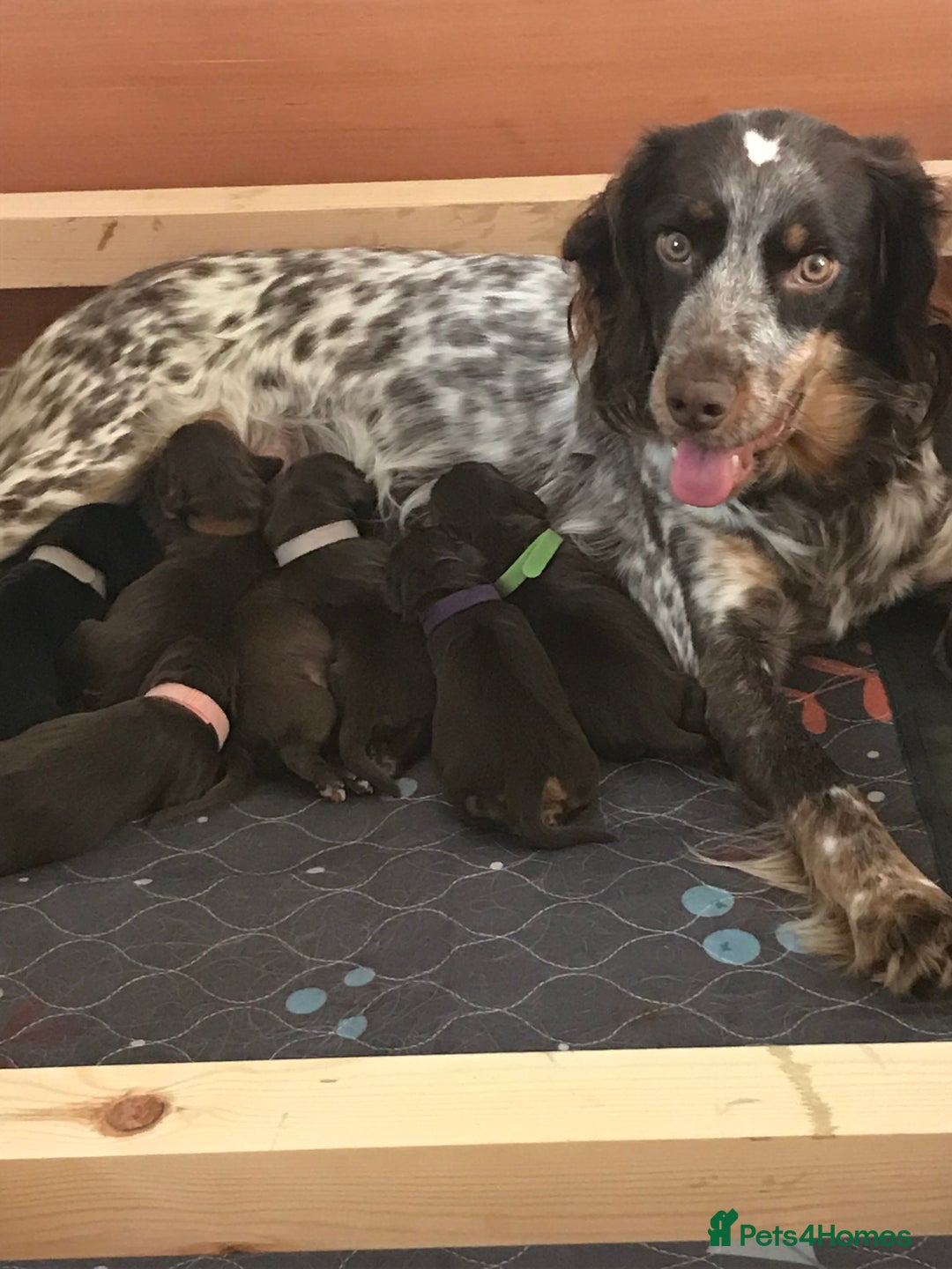 Cocker Spaniel dogs for sale: Beautiful Cocker Spaniel Puppies - Advert 36