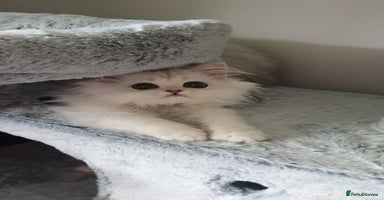 Persian cats - Advert 12