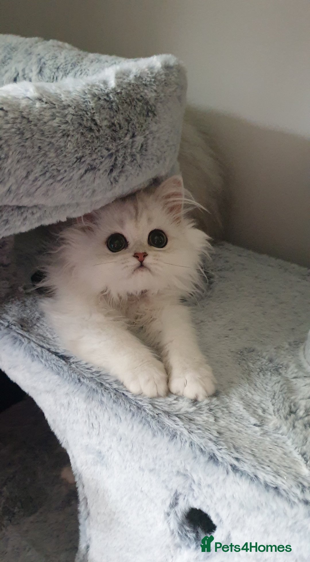 Persian cats for sale: 🌟2 Beautiful Pedigree Chinchilla Persian Kitten🌟 - Image 3