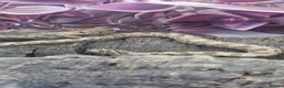 Snake reptiles for sale: Western hognose babies mixed sexes & morphs £160ea - Advert 19