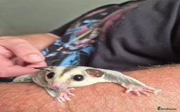 Sugar Glider rodents for sale: Sugar gliders unrelated ready 18th  - Image 7