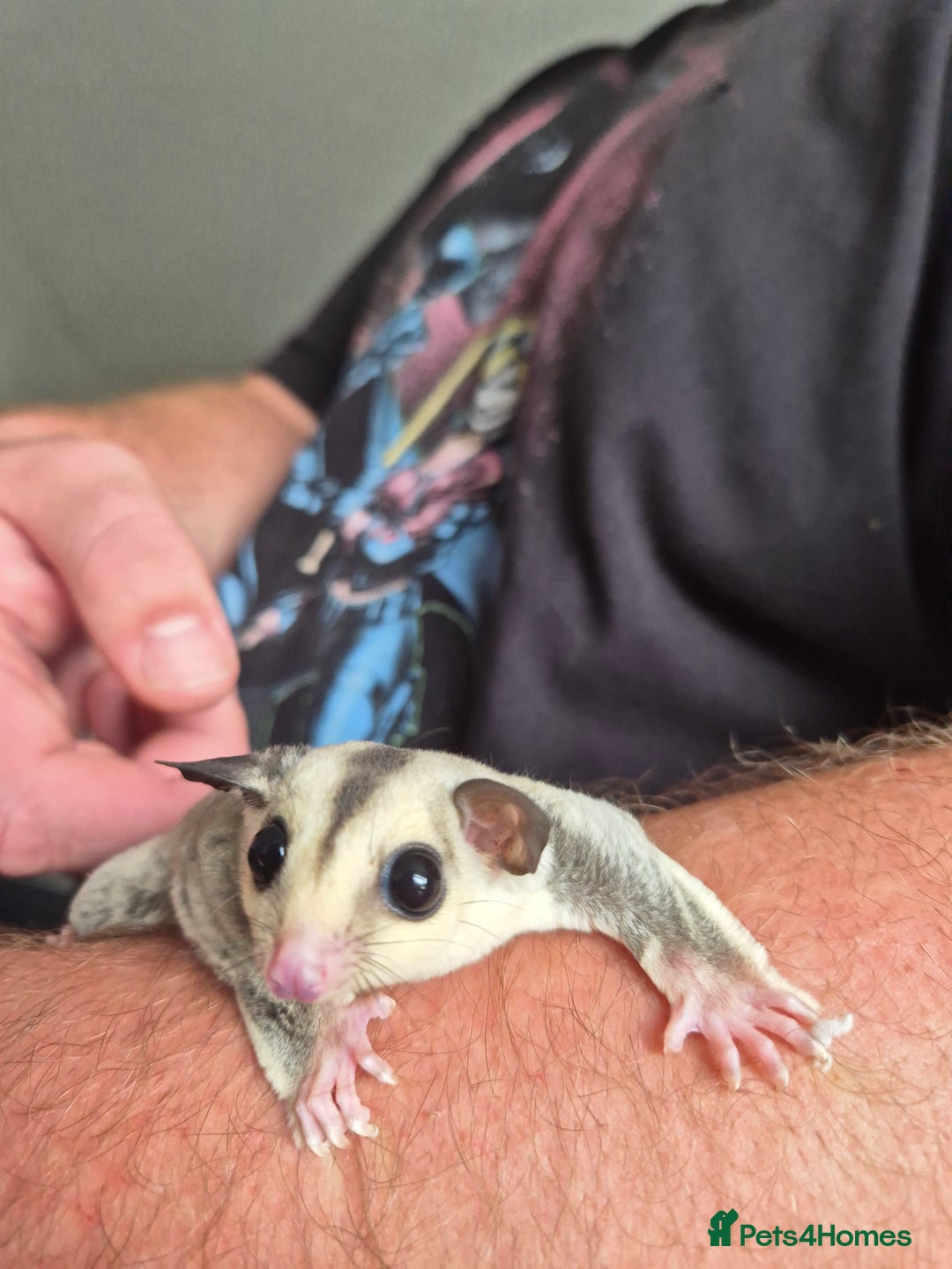 Sugar Glider rodents for sale: Sugar gliders unrelated ready 18th  - Image 7