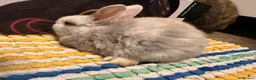 Mixed Breed rabbits for sale: Pretty rabbits for sale - Advert 4