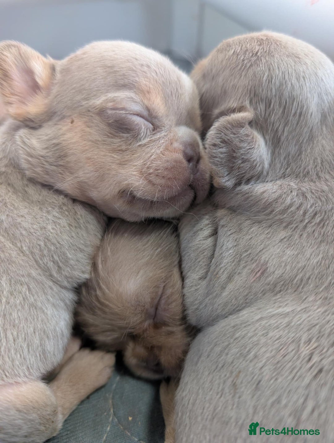 French Bulldog dogs for sale: Fluffy French Bulldogs/DNA Tested Parents  - Image 19