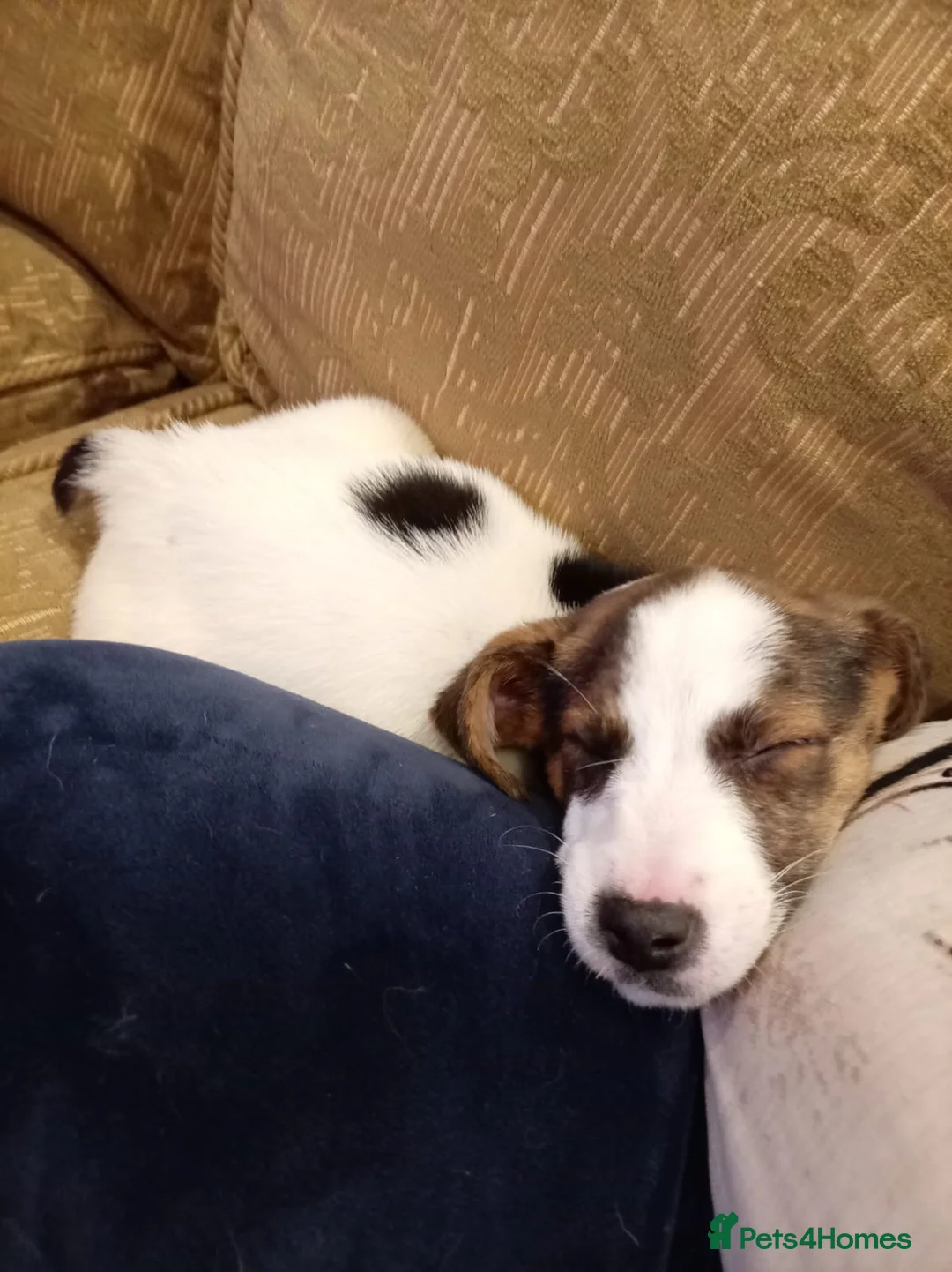 Mixed Breed dogs for sale: Beagle X Jack Russell  puppys  - Advert 4