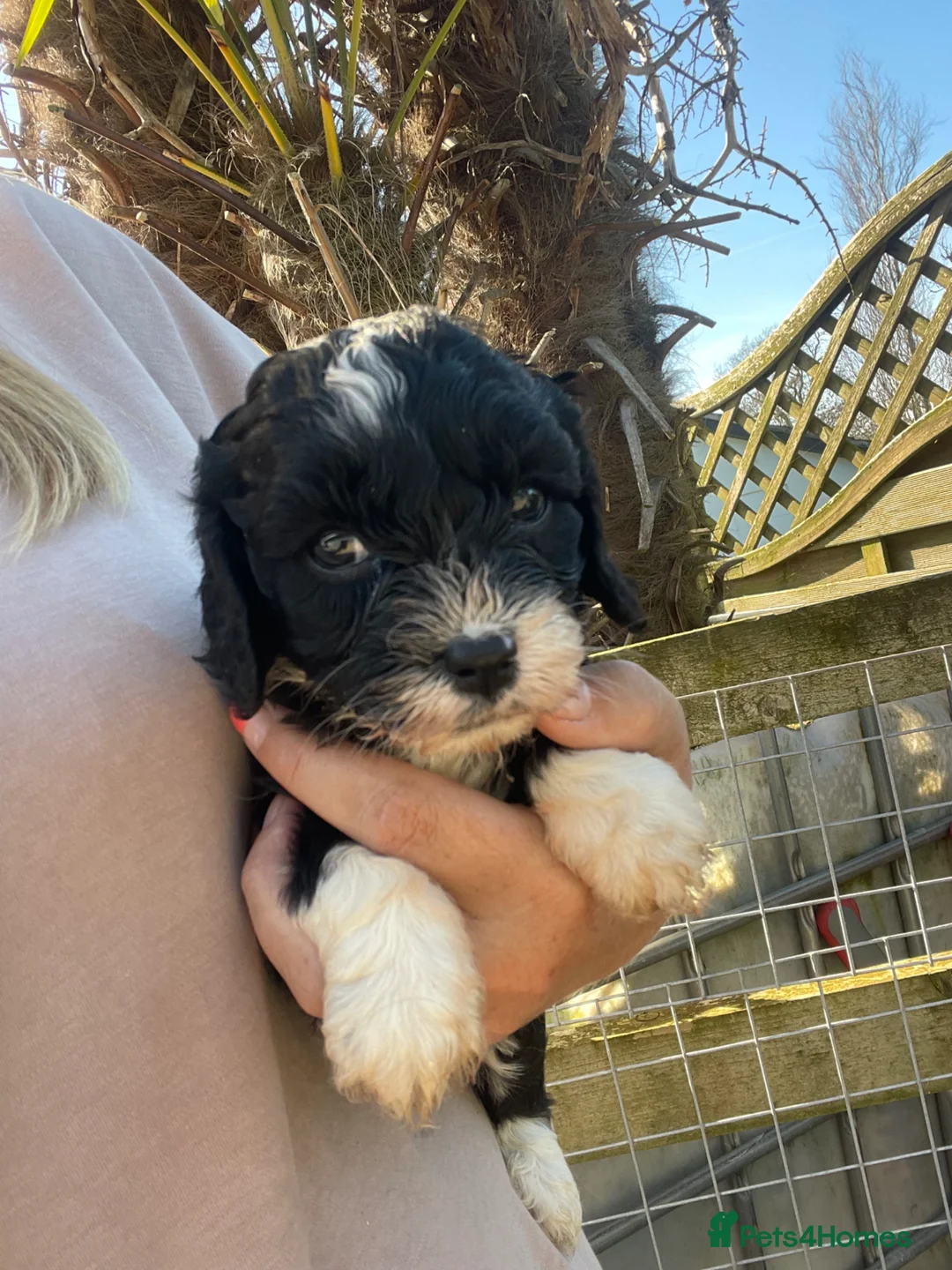 Cavapoo dogs for sale: F1 Cavapoo puppies born  ** 's Day 💝 - Advert 1