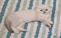 Scottish Fold cats for sale: Scottish Fold Kittens. Vaccinated, Last one left! - Image 12