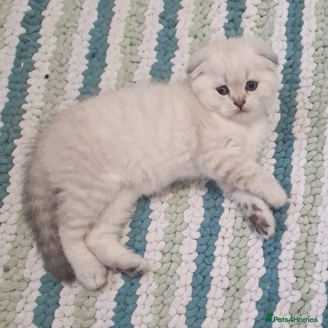 Scottish Fold cats for sale: Scottish Fold Kittens. Vaccinated, Last one left! - Image 12