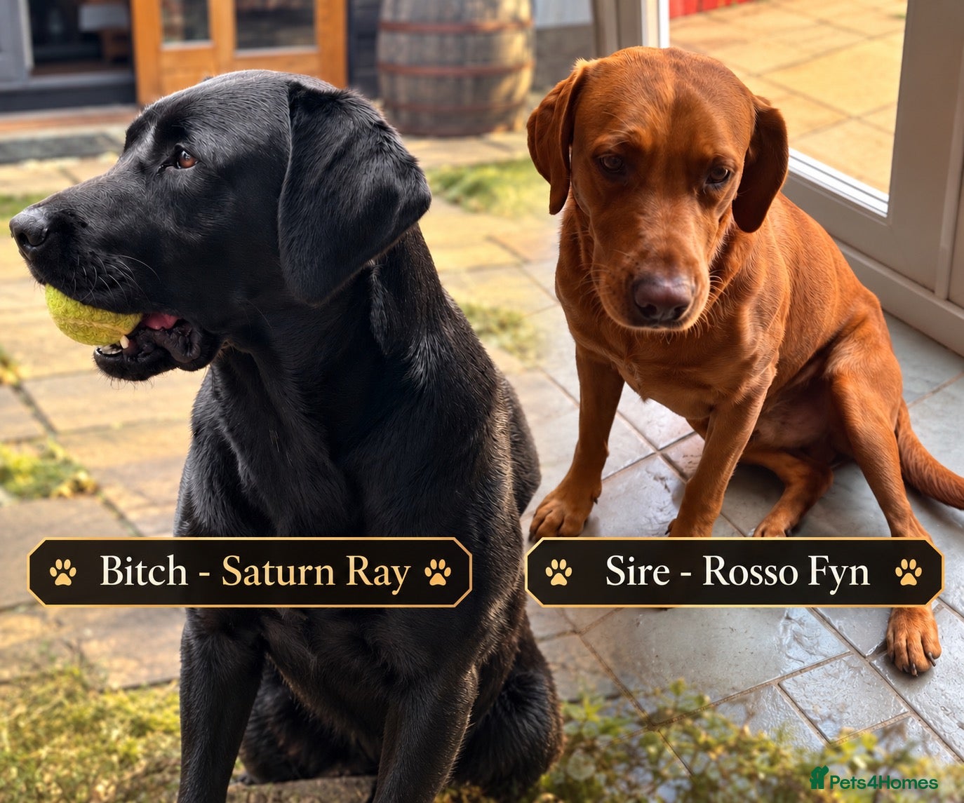 Labrador Retriever dogs KC Black Labrador Retriever, Champion Bloodlines - Advert 9